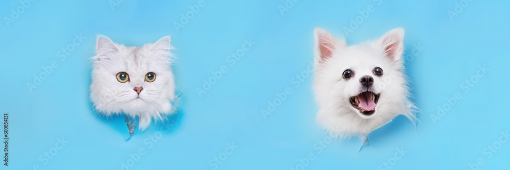 Portrait of a charming, white Pomeranian dog climbs out of hole in colored background. Make room for the text. Wide-angle horizontal wallpaper or web banner. Portrait of a charming, white Pomeranian dog climbs out of hole in colored background. Make room for the text. Wide-angle horizontal wallpaper or web banner.