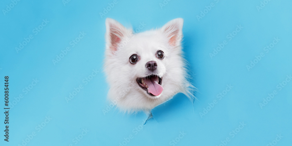 Portrait of a charming, white Pomeranian dog climbs out of hole in colored background. Make room for the text. Wide-angle horizontal wallpaper or web banner.