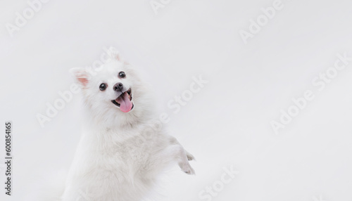 Portrait of a charming, white Pomeranian dog on a white background. Make room for the text. Wide-angle horizontal wallpaper or web banner.
