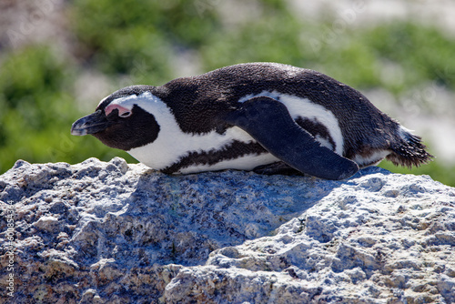 African Penguins in Boulder Beach, South Africa