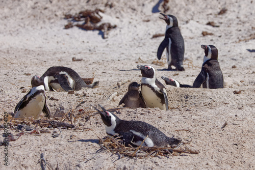 African Penguins in Boulder Beach, South Africa
