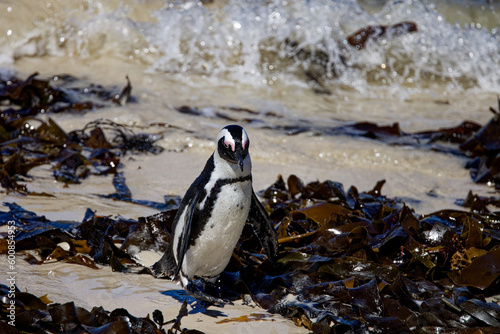 African Penguins in Boulder Beach, South Africa