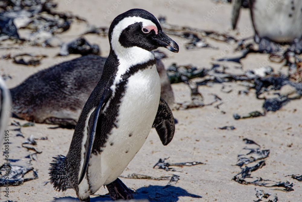 Naklejka premium African Penguins in Boulder Beach, South Africa