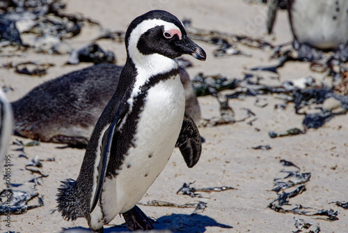 African Penguins in Boulder Beach, South Africa