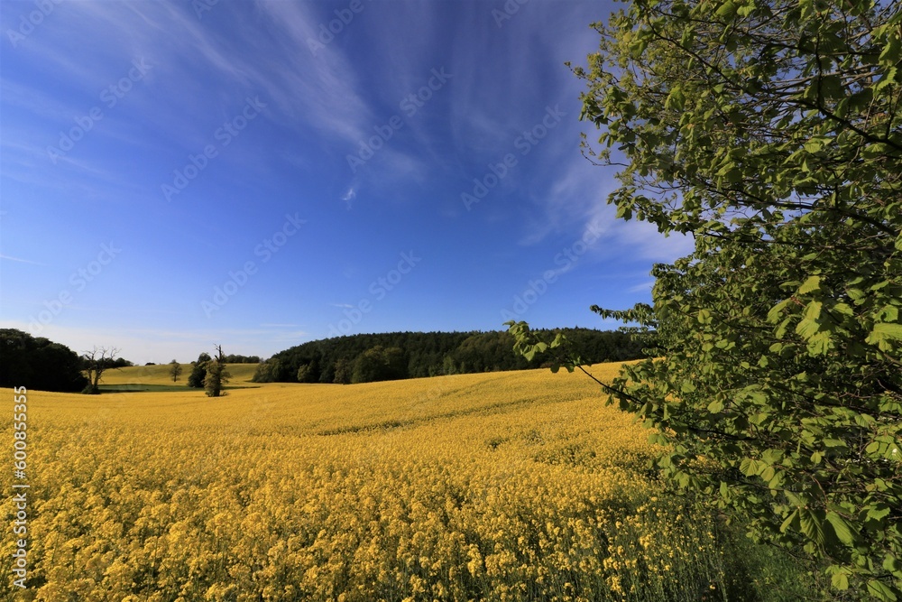 Gelb blühendes Rapsfeld und blauer Himmel.