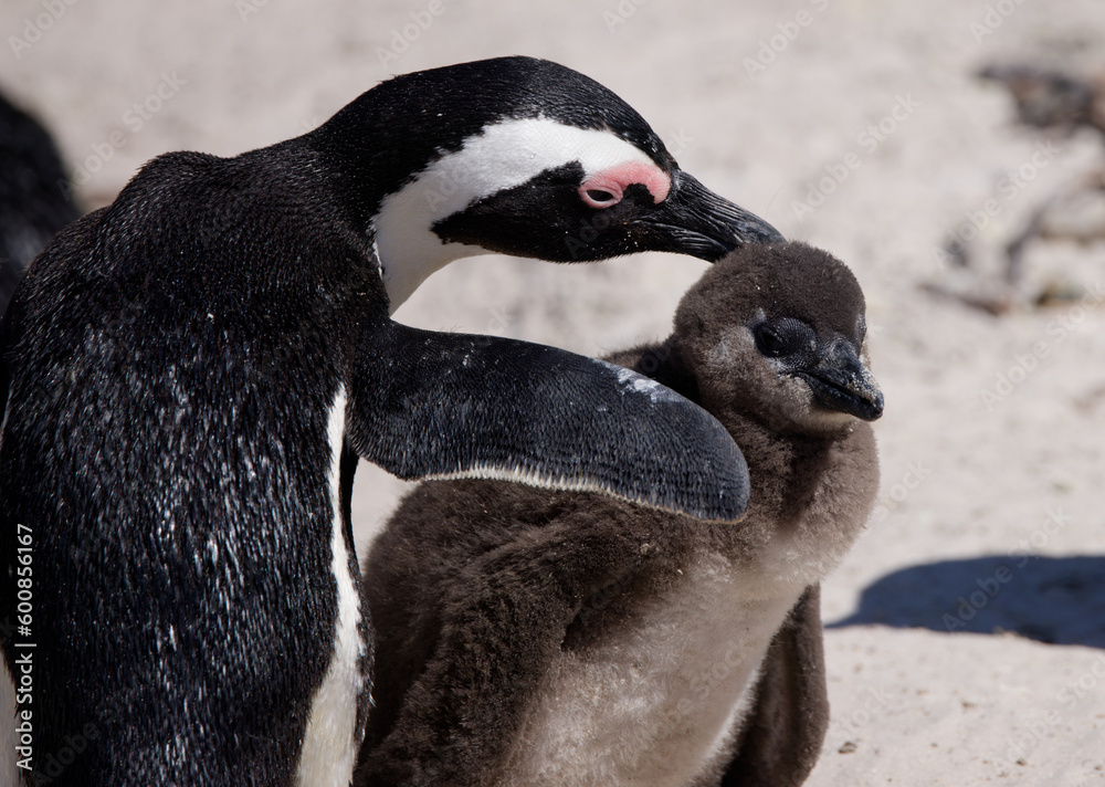 Naklejka premium African Penguins in Boulder Beach, South Africa