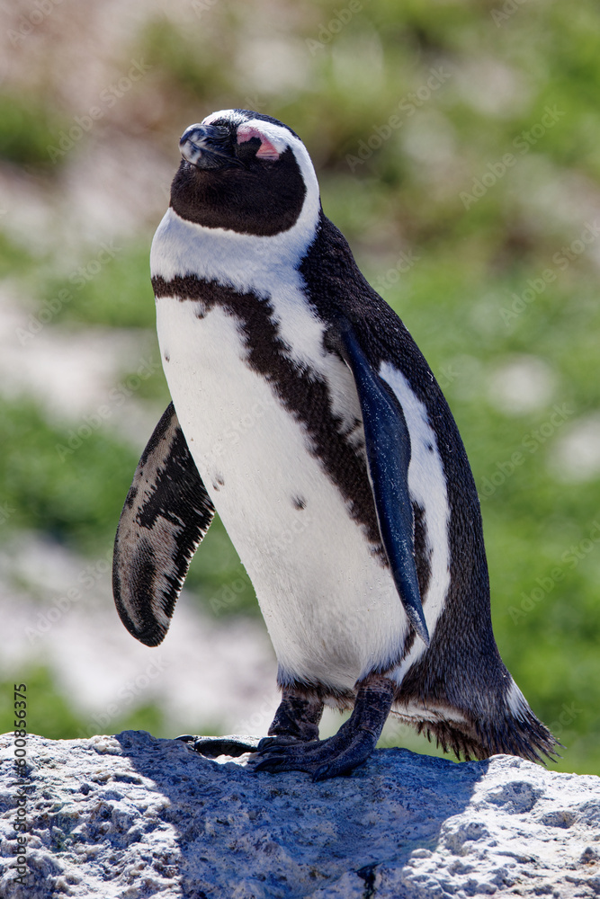 Naklejka premium African Penguins in Boulder Beach, South Africa