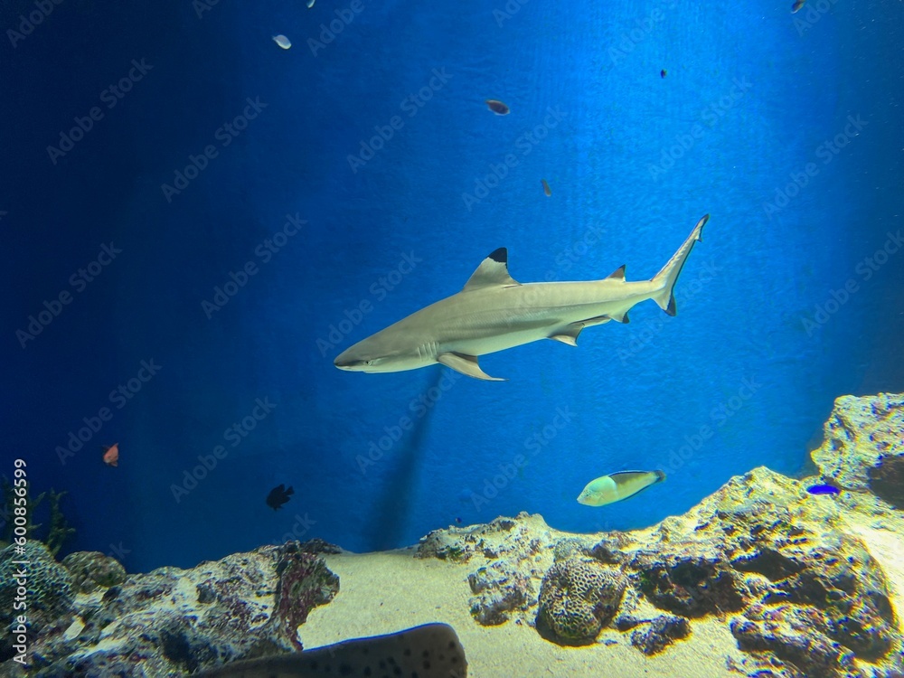 Fototapeta premium サメ(ツマグロ)