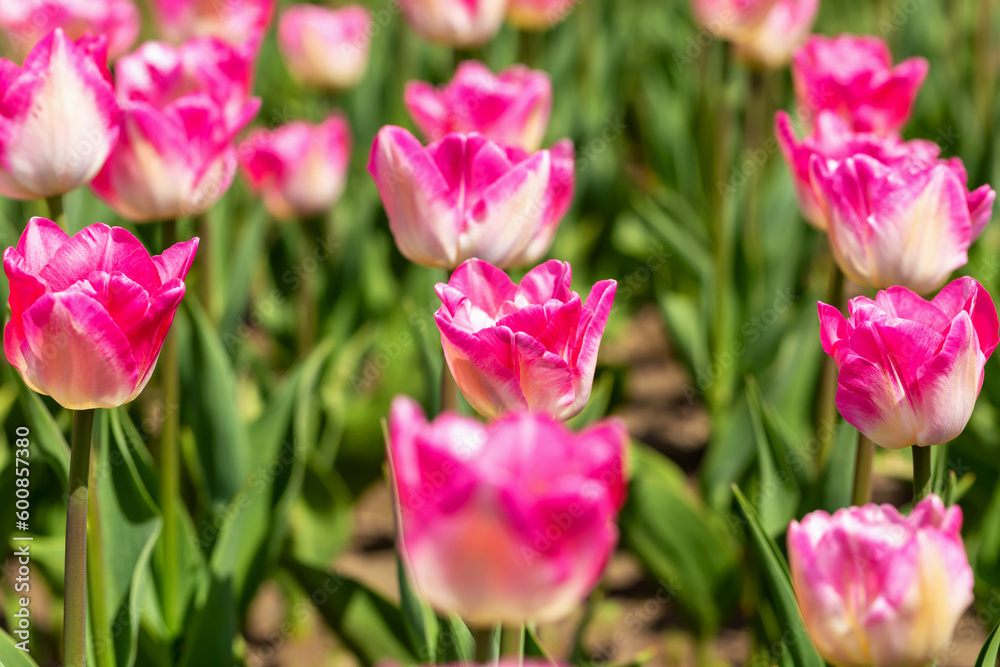 Flowerbed of fresh beautiful pink tulips close-up. Spring and summer, beauty and care Flowerbed of fresh beautiful pink tulips close-up. Spring and summer, beauty and care