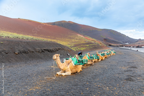 camels at a parking lot in Timanfaya national park wait for tourists to offer short volcano camel rides, Lanzarote photo