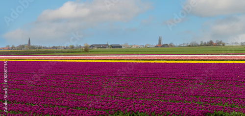 Blumenfelder an der Tulpenroute in Holland
