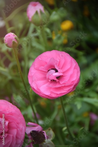 Persian buttercup or Ranunculus asiaticus photo