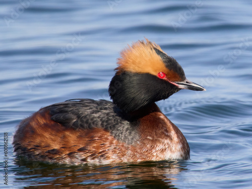 Horned grebe (Podiceps auritus)