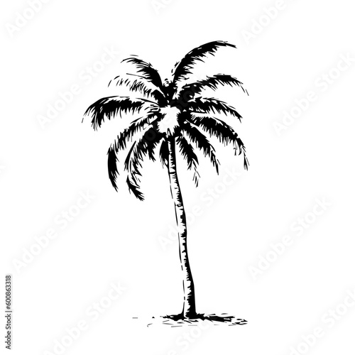 Palm Tree Vector © Matthew