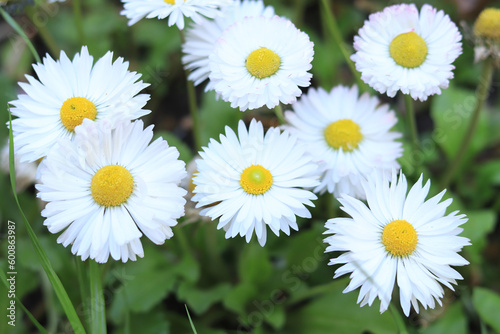 Beautiful white daisies  top view. Spring flowers close up. Natural background