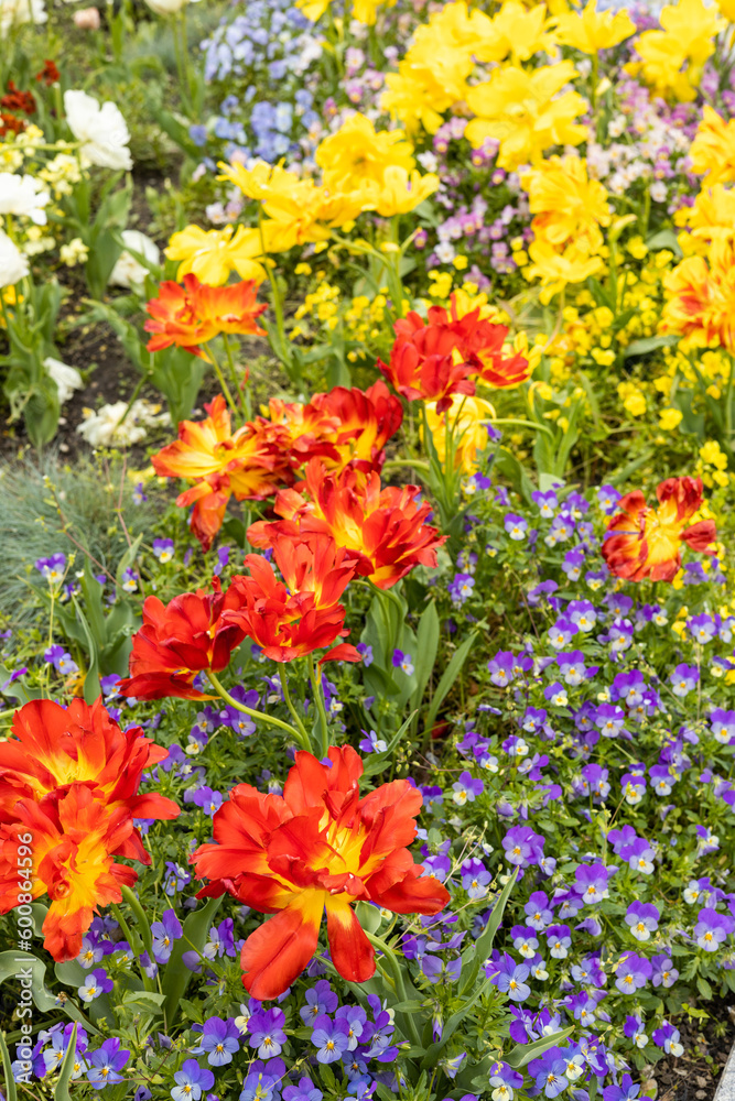Beautiful flower bed with blooming spring flowers, mainly tulips and pansies, vertical photo Beautiful flower bed with blooming spring flowers, mainly tulips and pansies, vertical photo
