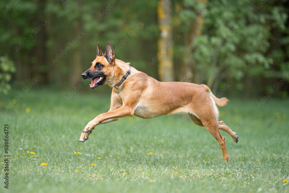 Powerful Belgian Shepherd Malinois, running and playing outdoor on the grass, green background Powerful Belgian Shepherd Malinois, running and playing outdoor on the grass, green background
