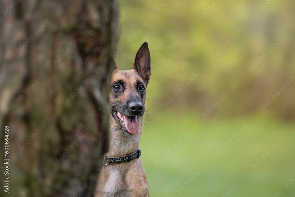 Obraz premium The dog looks from behind the corner of a pine tree, a portrait in the forest in the rays of sunset, Belgian Shepherd Malinois dog outdoor portrait on the green forest background
