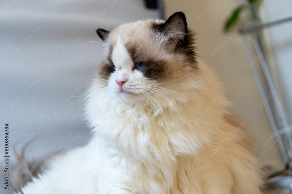 One eyed fluffy white purebred Ragdoll cat with blue eyes, sitting on the floor looking somewhere.