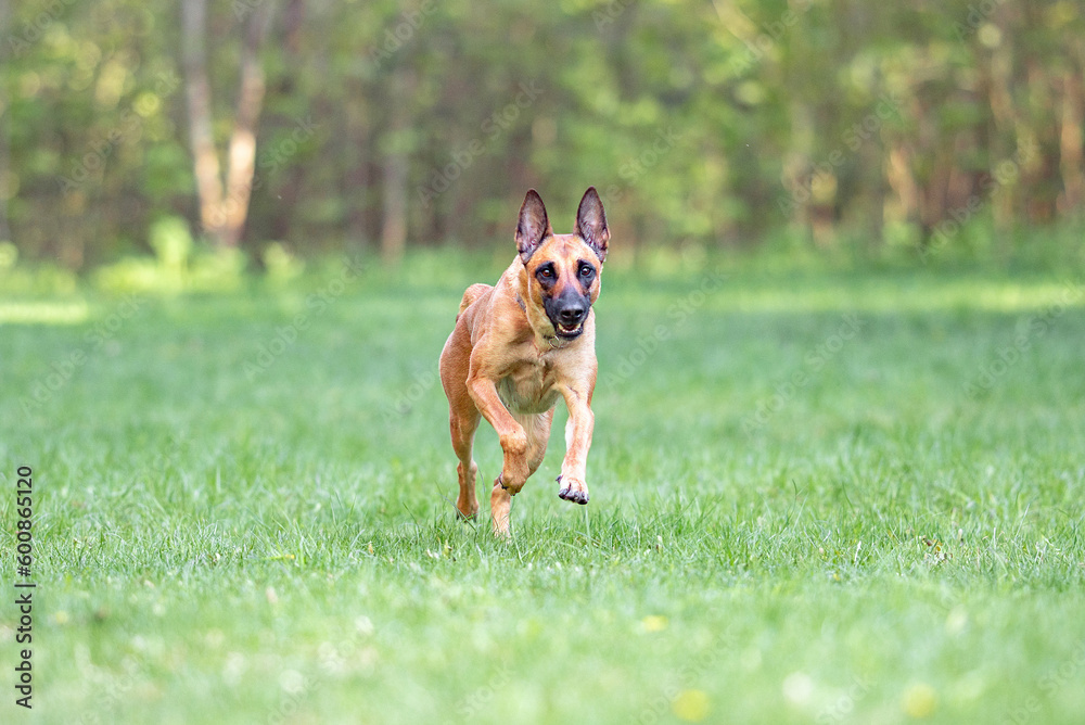 Powerful Belgian Shepherd Malinois, running and playing outdoor on the grass, green background