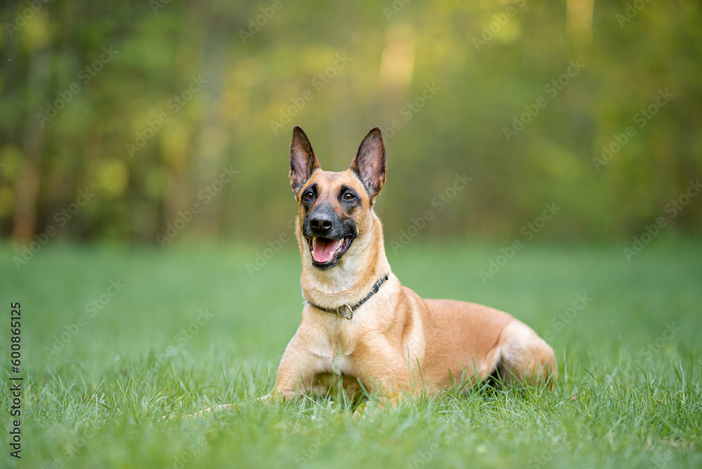 Beautiful Belgian Shepherd Malinois dog outdoor portrait on the green forest background with open mouth