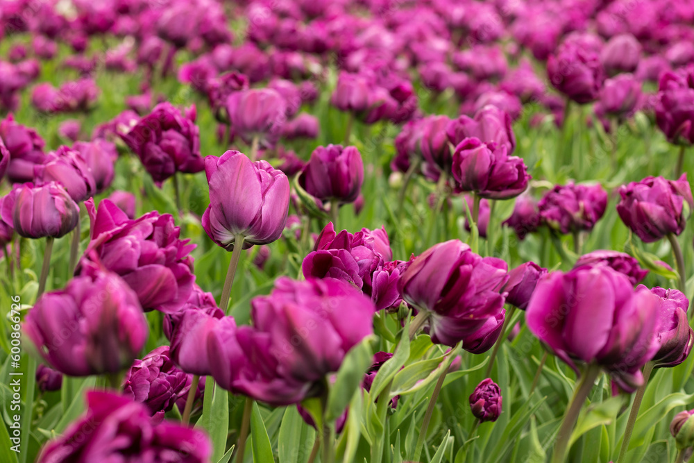 Purple Dutch tulips bloomed in the flowerbed. Close-up.