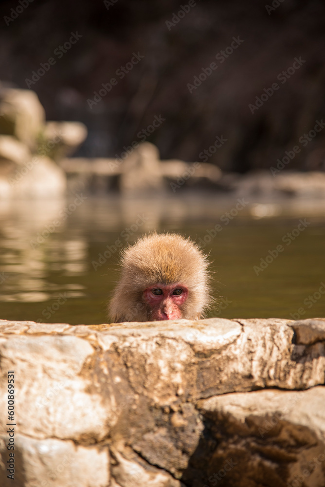 Naklejka premium Macaque in Water Jigokudani Yaen Koen (snow monkey park) in Japan