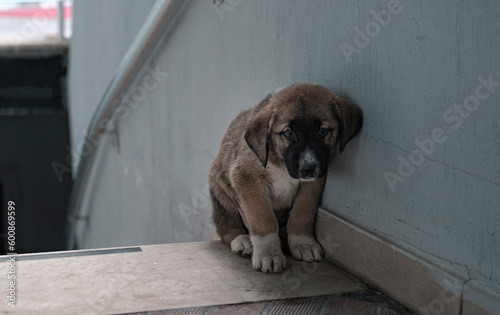 poor cold baby dog, little stray homeless puppy photo