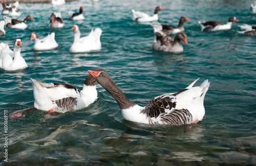 wild goose gray and white in the pond swimming, long neck asking food, a lot geese around photo