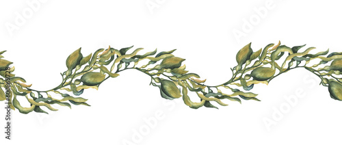Seaweed algae seamless border. Watercolor illustration. Hand drawn kelp element. Underwater organic vegan plant seamless border. Fresh seaweed branch with leaves. Isolated on white background