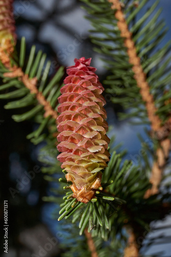 Female spruce cone in a city park. Spruce cones ripen. Spring.