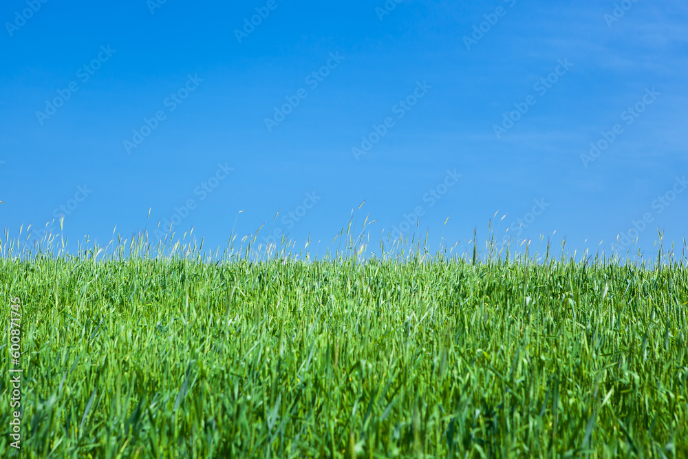 A field of green, ripening wheat against a blue cloudless sky, panorama. A field of green, ripening wheat against a blue cloudless sky, panorama.