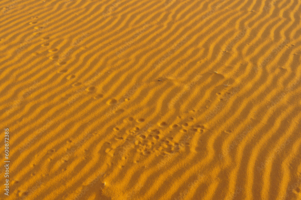 Fototapeta premium Sand dune pattern with various footprints, in Merzouga