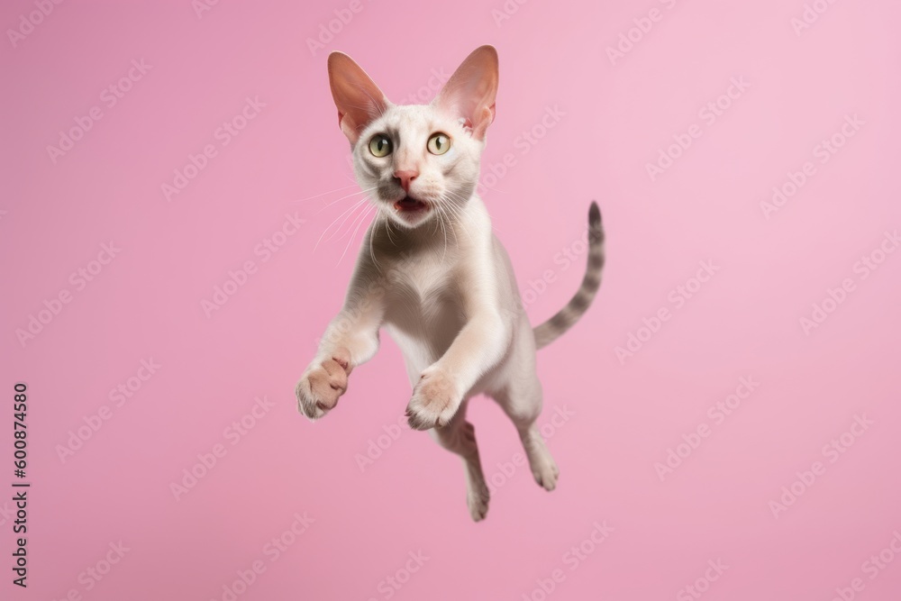 Obraz premium Environmental portrait photography of an angry oriental shorthair cat leaping against a pastel or soft colors background. With generative AI technology