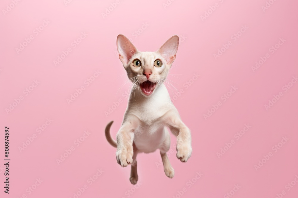 Environmental portrait photography of an angry oriental shorthair cat leaping against a pastel or soft colors background. With generative AI technology