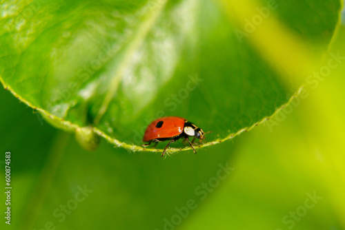 Ladybug on a green leaf.