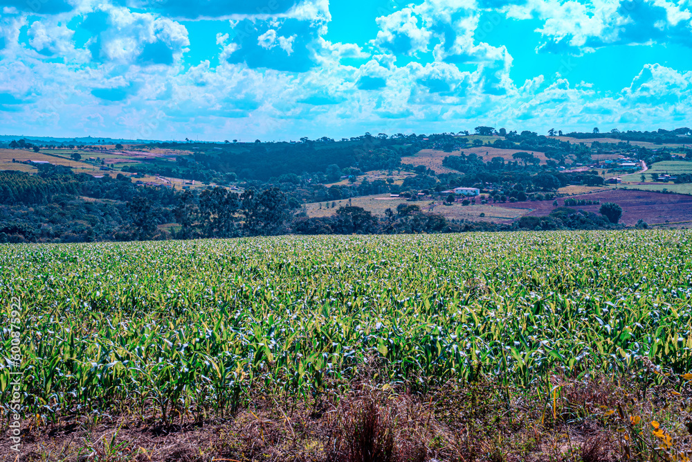 corn plantation on the farm