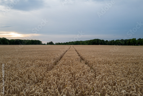 A path leads towards the horizon through a wheat field on a cloudy day.