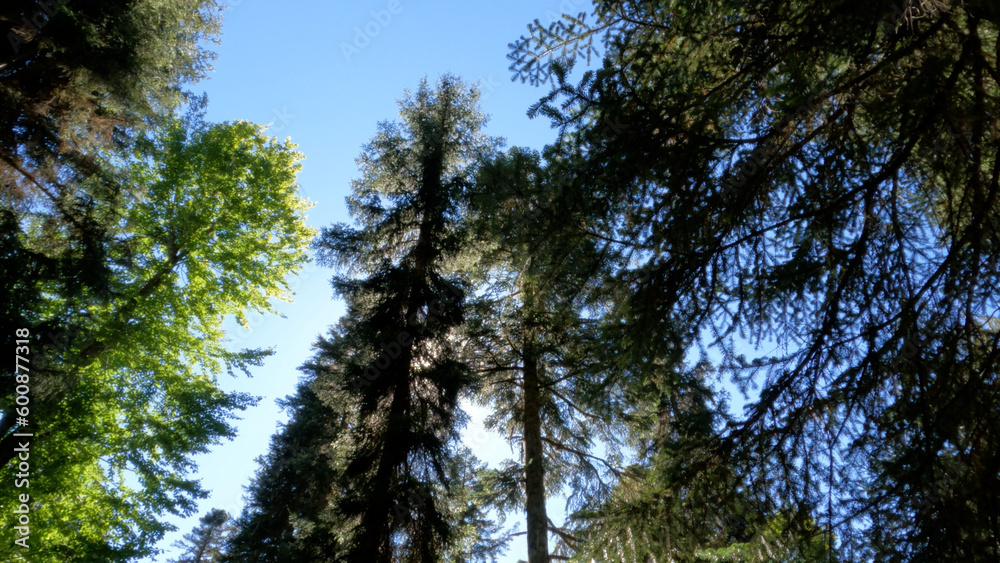 pretty blue sky with clouds, big trees branches, view from below - photo of nature
