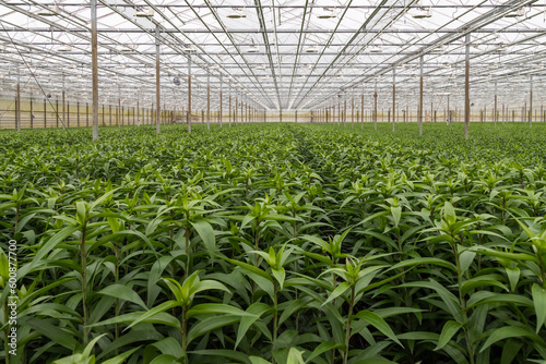 Dutch horticultural greenhouse where lilies are grown. photo