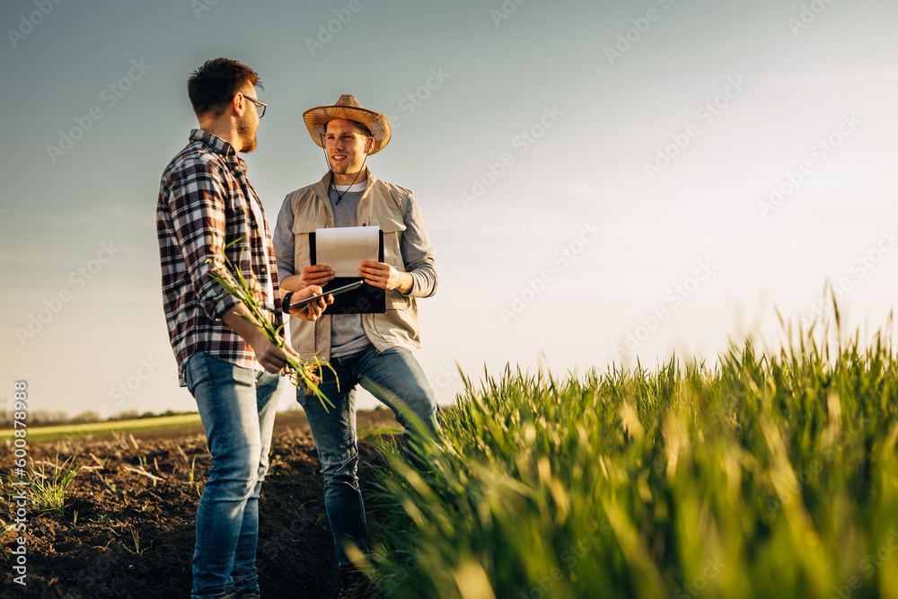 Farmers are doing analysis of the crops in the field together. - obrazy, fototapety, plakaty 