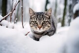 Lifestyle portrait photography of a curious american shorthair cat playing against a snowy winter scene. With generative AI technology