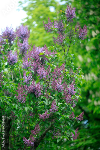Purple lilac in spring garden