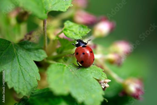 Red ladybug sitting on green plant