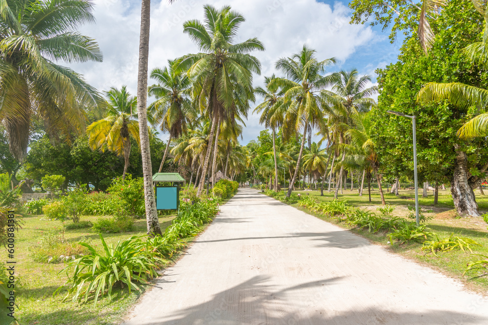 Road surrounded by palm trees in L'Union Estate Park