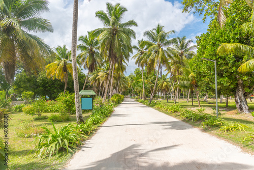 Road surrounded by palm trees in L'Union Estate Park