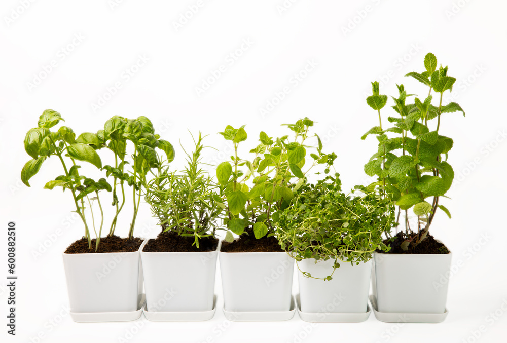 Herbs in a pot. Fresh basil, rosemary, oregano, thyme and mint in pot isolated on white background. Fresh aromatic spicy herbs in a pot. Recipe. Herbs in a pot. Fresh basil, rosemary, oregano, thyme and mint in pot isolated on white background. Fresh aromatic spicy herbs in a pot. Recipe.