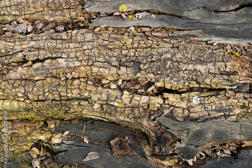 bark of a tree