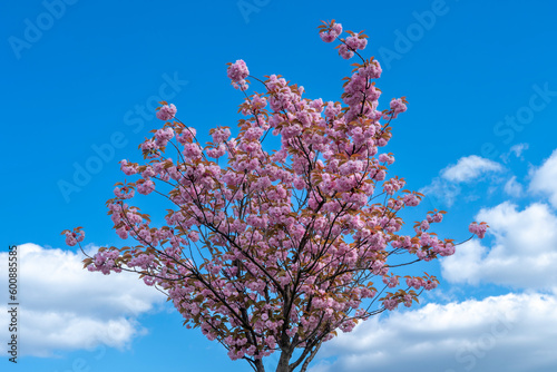 flowers against blue sky