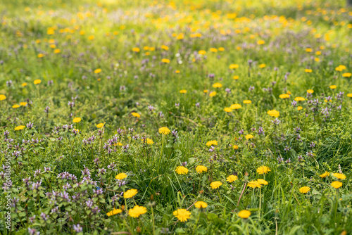 field of yellow dandelions